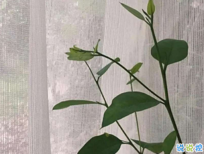 心情低落的傷感句子帶圖片 是自己太自作多情了6