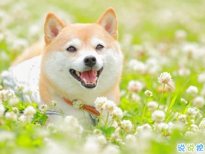 六月微信第一條早安說說 2020迎接6月的早安句子配圖13