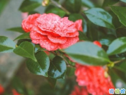 六月微信第一條早安說說 2020迎接6月的早安句子配圖2