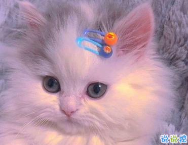 27條有趣搞笑沙雕句子 嘻嘻哈哈的搞笑心情說說1