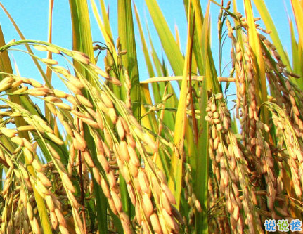 芒種朋友圈說(shuō)說(shuō)帶圖片 2020最新芒種祝福語(yǔ)說(shuō)說(shuō)4