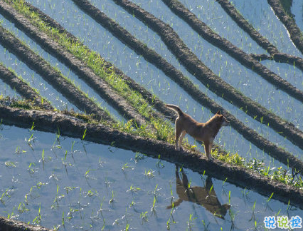 芒種朋友圈說(shuō)說(shuō)帶圖片 2020最新芒種祝福語(yǔ)說(shuō)說(shuō)5