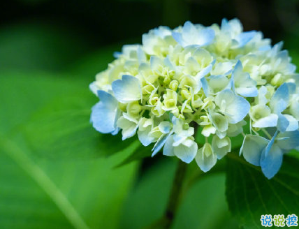 芒種朋友圈說(shuō)說(shuō)帶圖片 2020最新芒種祝福語(yǔ)說(shuō)說(shuō)15