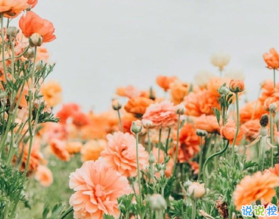 一句話哲理句子人生感悟 人生沒有白走的路2