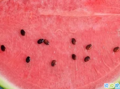 曬西瓜的句子簡短帶圖片 夏天關于西瓜的說說12