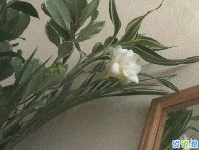 女生個(gè)性說(shuō)說(shuō)帶圖片 少見(jiàn)簡(jiǎn)短精辟的句子6