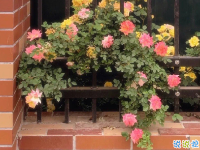 女生個(gè)性說(shuō)說(shuō)帶圖片 少見(jiàn)簡(jiǎn)短精辟的句子9