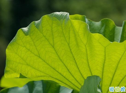 端午節(jié)經(jīng)典語(yǔ)錄大全 端午節(jié)句子簡(jiǎn)短20202