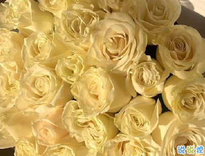 想脫單戀愛(ài)的心情句子 請(qǐng)?jiān)试S我成為你的夏季2