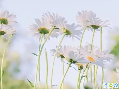 夏天說說唯美簡(jiǎn)單帶圖片 2020夏季干凈短句15