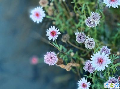 夏天說說唯美簡(jiǎn)單帶圖片 2020夏季干凈短句10