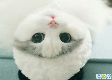 微博沙雕文案搞笑句子 經(jīng)典至極的搞笑說說很有趣2