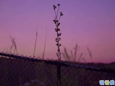 好心累的愛情說說帶圖片 心累想放棄的句子5