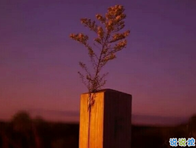 好心累的愛情說說帶圖片 心累想放棄的句子13