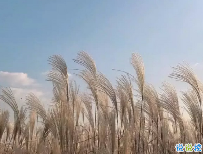 好心累的愛情說說帶圖片 心累想放棄的句子15