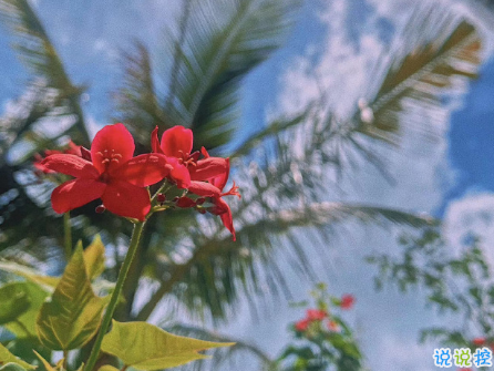 早安正能量簡短句子 所謂夢想就是永不停息的瘋狂1