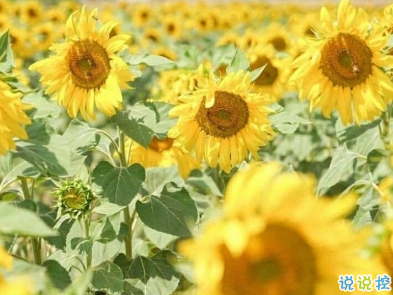 女生元?dú)鉂M滿的心情短語 朋友圈元?dú)庹f說大全1