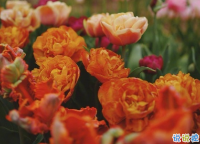 簡短浪漫唯美句子 幸無所愛無畏山海2