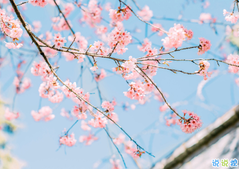 朋友圈適合發(fā)的愛(ài)情短語(yǔ)說(shuō)說(shuō) 桃子汽水味的心動(dòng)2