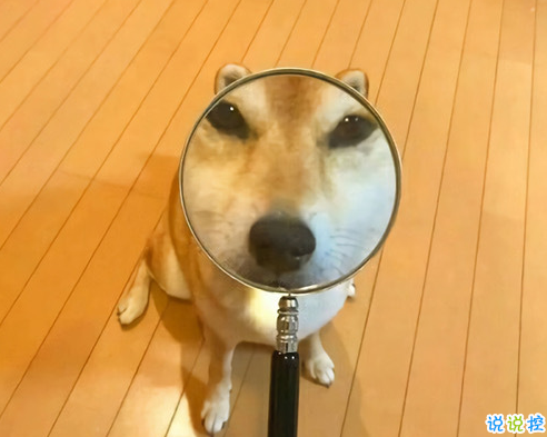 幽默搞笑說(shuō)說(shuō)可愛又沙雕 能笑死人的朋友圈短句子1