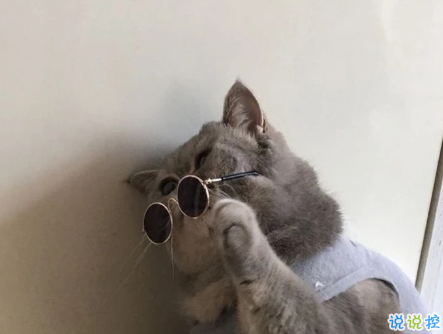 2020精辟搞笑說(shuō)說(shuō)開心幽默 如果喝水都會(huì)胖為啥不喝奶茶呢2