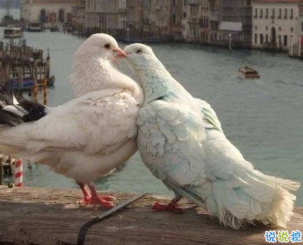 很暖很治愈的短句帶唯美圖片 打不開的心結(jié)就系成蝴蝶結(jié)2