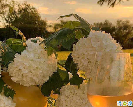 八月第一天經(jīng)典朋友圈帶圖片說說 遇見八月遇見所有美好3