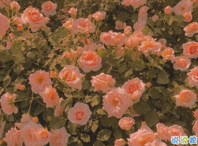 激勵自己變強(qiáng)大的說說帶圖片 生活無論好壞每一天都是限量版2