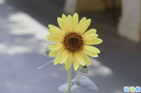 勵志又溫柔發(fā)說說的句子 希望你的底色一直是善良和勇敢1