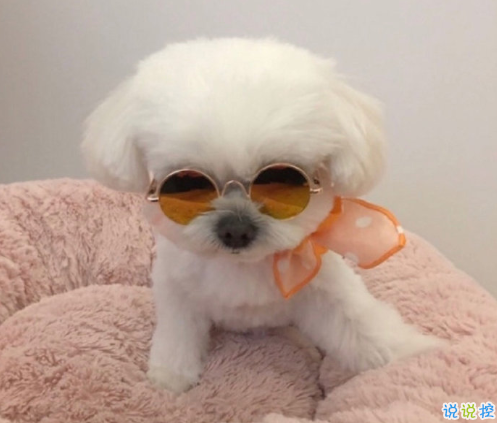 發(fā)朋友圈的搞笑可愛文案 掐指一算覺得你想我了1