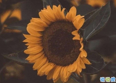 簡(jiǎn)短精辟的句子簡(jiǎn)單氣質(zhì) 沒(méi)有人要有義務(wù)對(duì)你好8