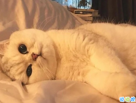 一本正經(jīng)的沙雕女孩快樂皮句 夏天太熱了想找個人冷戰(zhàn)1