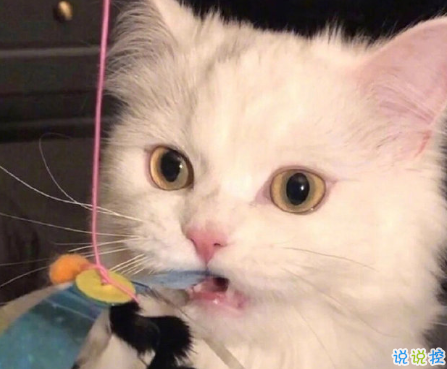 發(fā)一條有有趣的朋友圈說說 夏天那么熱暗戀會變成熱戀嗎12