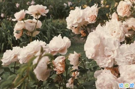 保持清醒和理性的說(shuō)說(shuō) 所有不合適的人最終總會(huì)分散5