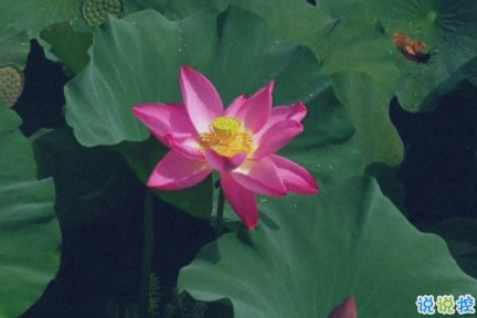 2020處暑節(jié)氣說(shuō)說(shuō)精選 處暑節(jié)氣關(guān)心問(wèn)候祝福語(yǔ)1