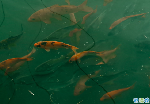 2020最新處暑祝福語說說 處暑節(jié)氣勵(lì)志說說精選2