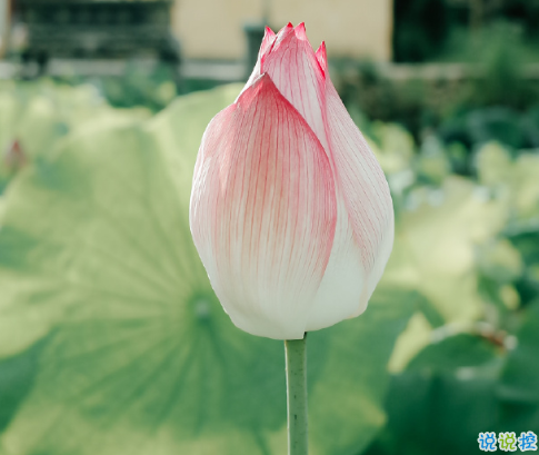 2020最新處暑祝福語說說 處暑節(jié)氣勵(lì)志說說精選3