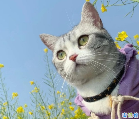 無聊想發(fā)個朋友圈搞笑說說 自我介紹一下我是喜歡你的膽小鬼2