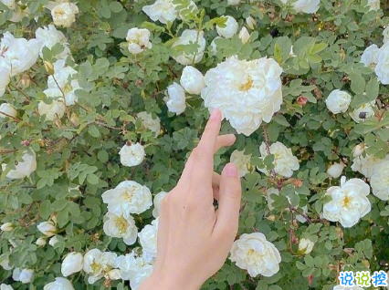 既含蓄又甜的情話句子 想帶你去吃烤紫薯然后對你說我紫薯與你1