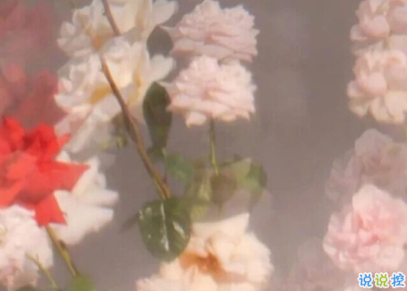 女生適合發(fā)動(dòng)態(tài)有個(gè)性說說 無法駕馭的東西從一開始就應(yīng)該遠(yuǎn)離11