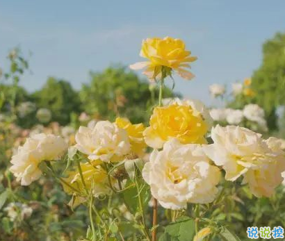 九月適合發(fā)朋友圈說(shuō)說(shuō)帶圖片唯美 九月該來(lái)的總會(huì)來(lái)4