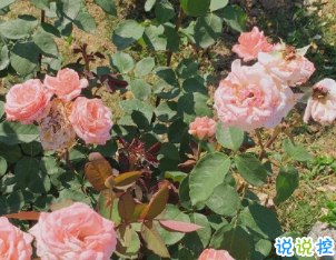 最新溫柔唯美好聽的個性文案 生活有驚喜事事有回應(yīng)12