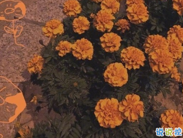 有關(guān)生活中的唯美愛情語錄 多巴胺決定天長地久1