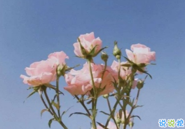 偶像演唱會可以發(fā)的唯美句子 你我本無緣全靠我出錢1