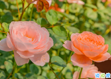 讓你瞬間長大的經(jīng)典語錄 回憶里就只剩下溫暖片段了8