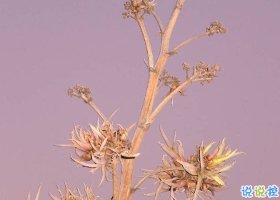 2020年只剩100天朋友圈語錄 心情感言傷感說說3