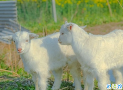 放在心頭的個性心情說話 心一旦離開就再不會回來1