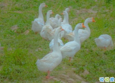 放在心頭的個性心情說話 心一旦離開就再不會回來2