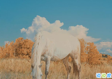賦有哲理的15條精選句子 生未百年死不孤獨(dú)11