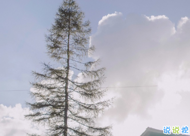 小眾且唯美的詩句說說 一身孤注擲溫柔2